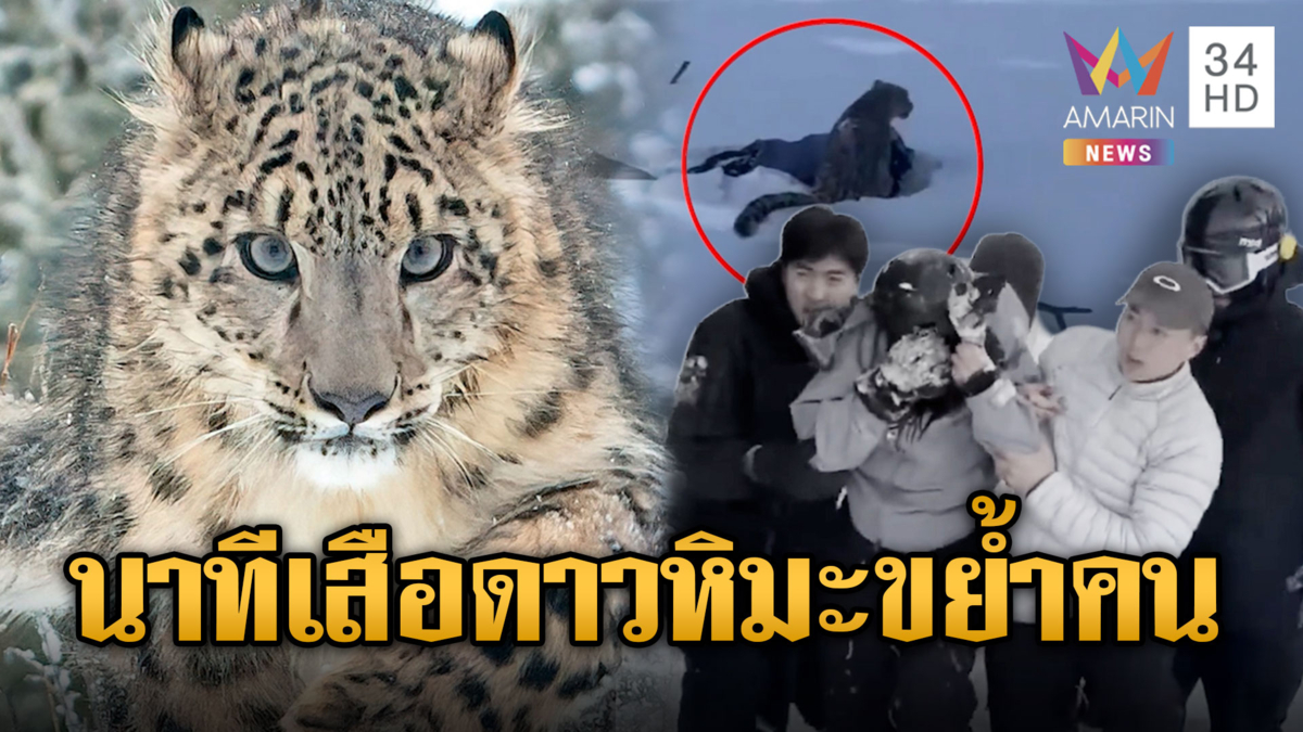 สาวจีนระทึก เล่นสกีเจอเสือดาวหิมะซุ่มโจมตีขย้ำหน้า