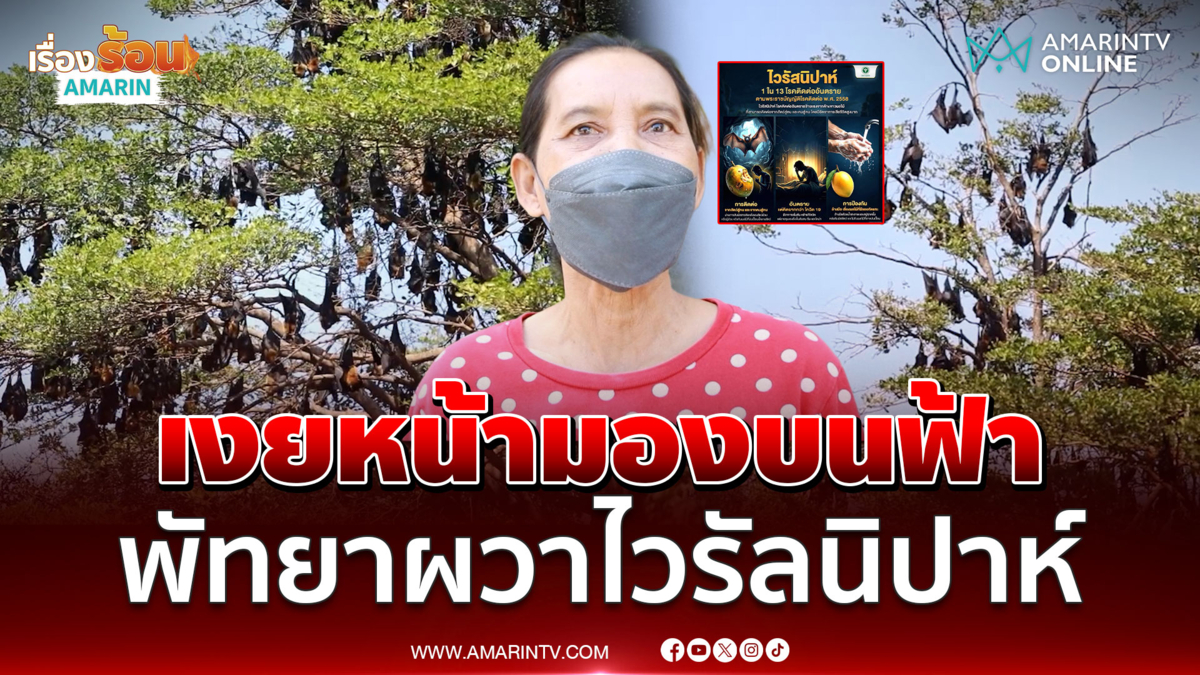 ชาวพัทยาผวาไวรัลนิปาห์พบค้างคาวแม่ไก่นับพันโผล่