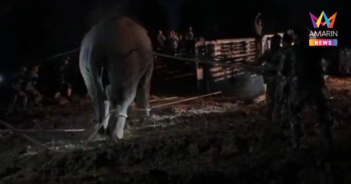 กรมอุทยานฯ ชี้แจง กรณี "พลายสีดอหูพับ" เสียชีวิตระหว่างการเคลื่อนย้าย