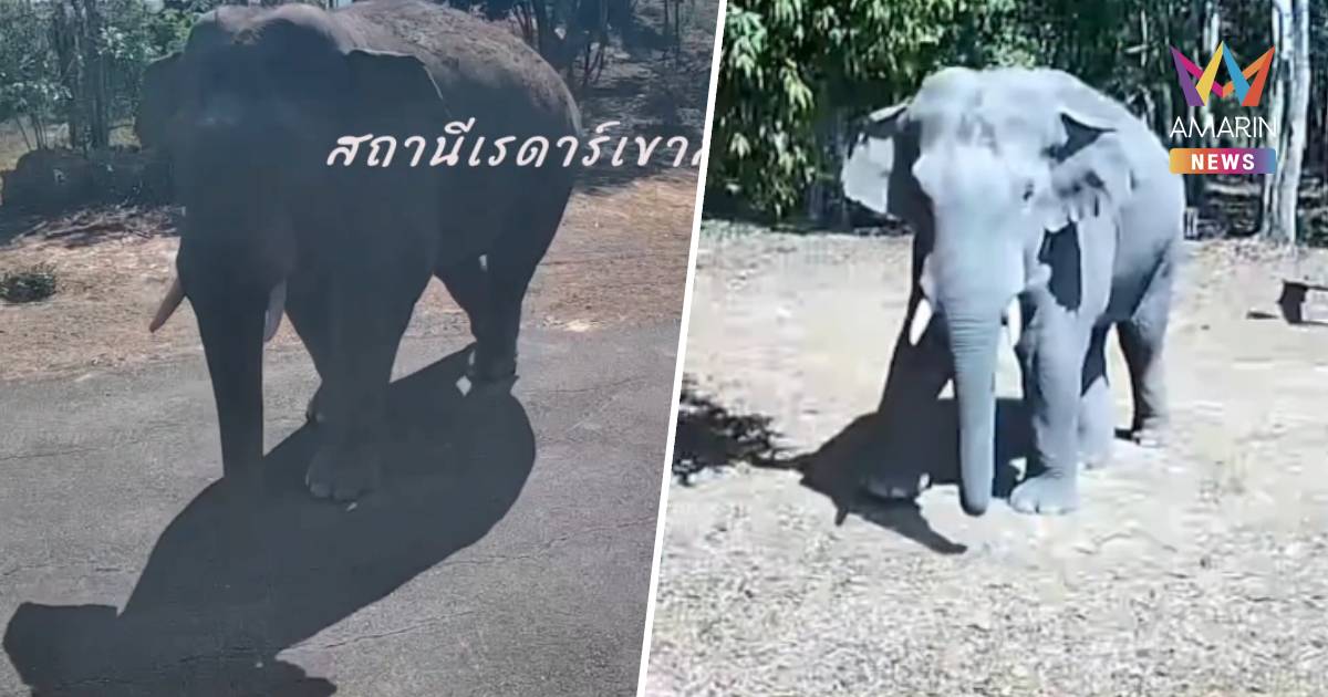 เตือนชาวบ้านระวัง! พบช้างป่า เดินชมวิวผารักษ์สลัดได วังน้ำเขียว