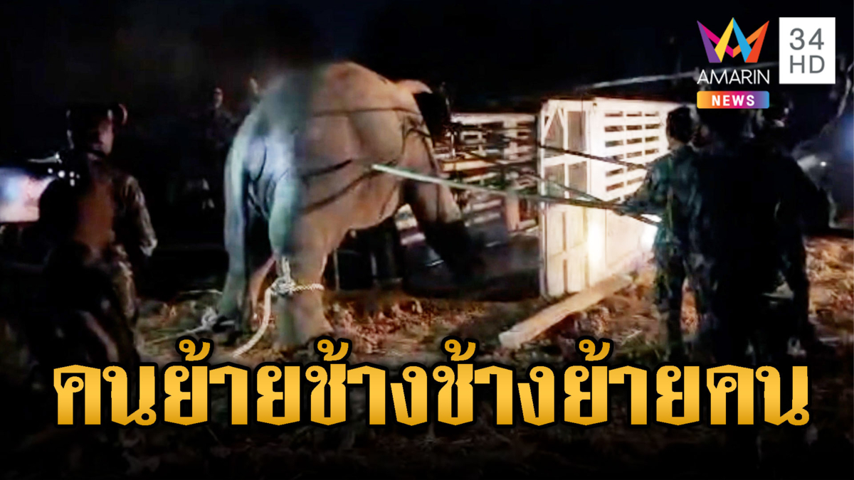 จี้ย้ายคน !! หลังสีดอหูพับ ช้างป่าภูหลวงตายขณะขนย้าย