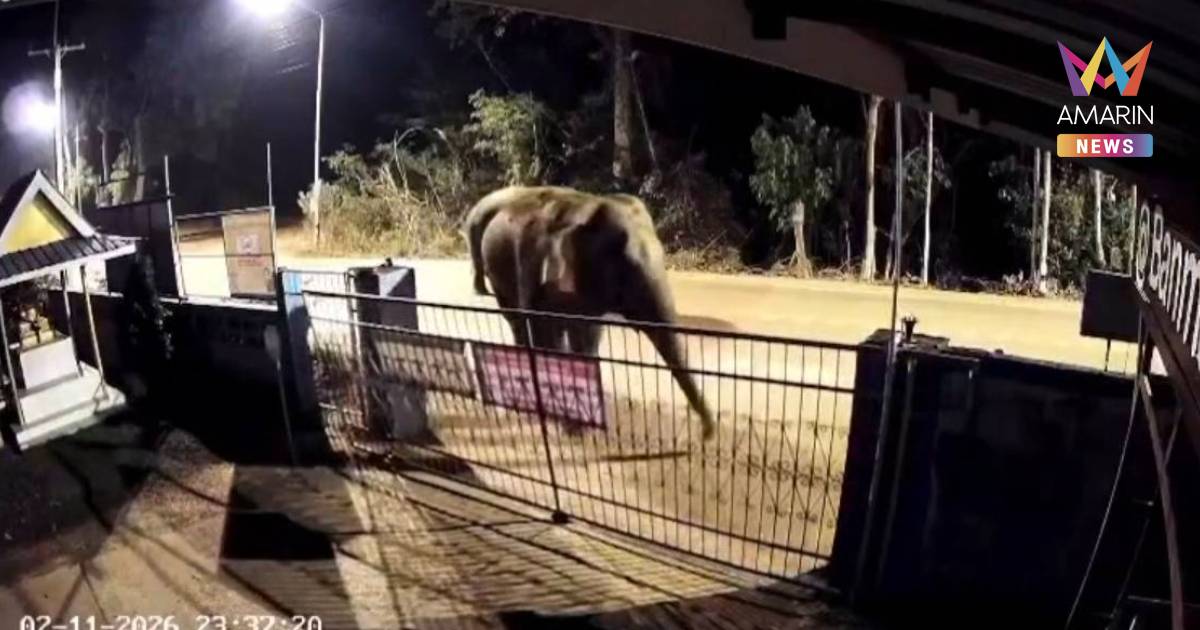 ช้างป่าบุกพังรั้วโรงเรียนกลางดึก หวั่นเกิดเหตุรุนแรง