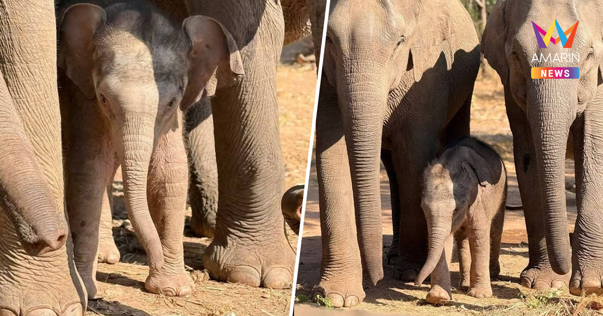 ต้อนรับ "น้องกุมภา" ลูกช้างเพศเมียสมาชิกใหม่ ลืมตาดูโลกกลางป่าซับลังกา