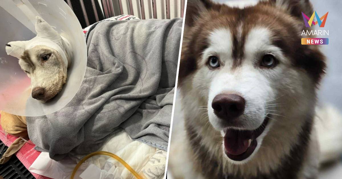 สอบเข้มมือราดน้ำมันจุดไฟเผา "น้องมอลลี่"  ตำรวจจ่อแถลงวันนี้