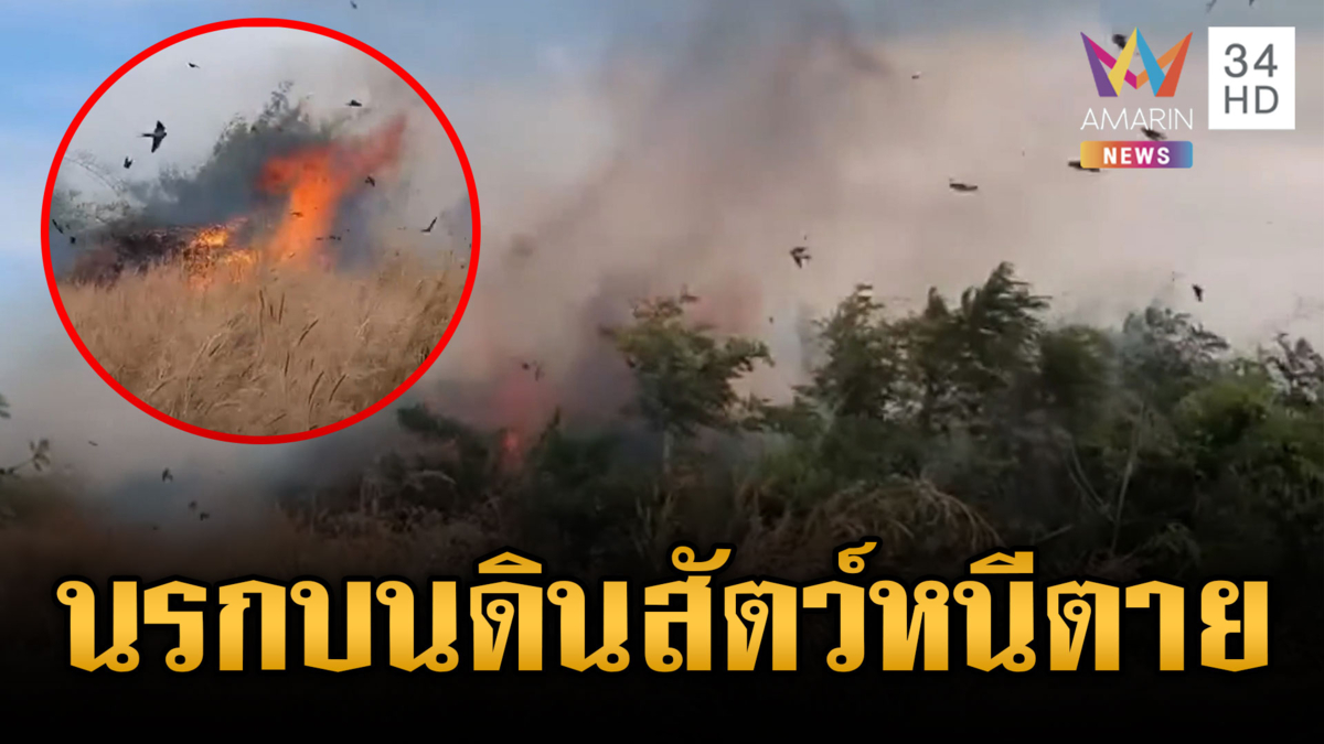 นกนับพันตัวบินหนีตาย เขมรเผาป่าไม่หยุดกระทบหลายพื้นที่