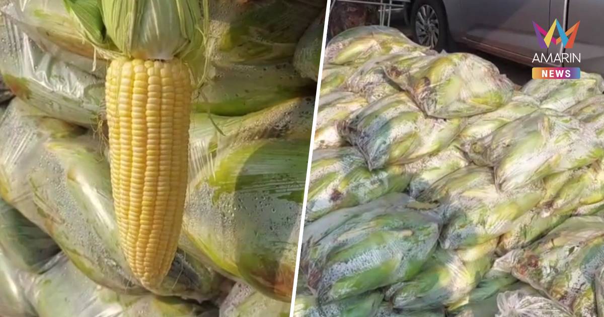 เร่งระบายข้าวโพดหวาน ราคาตกต่ำ เหลือ กก.ละ 5 บาท