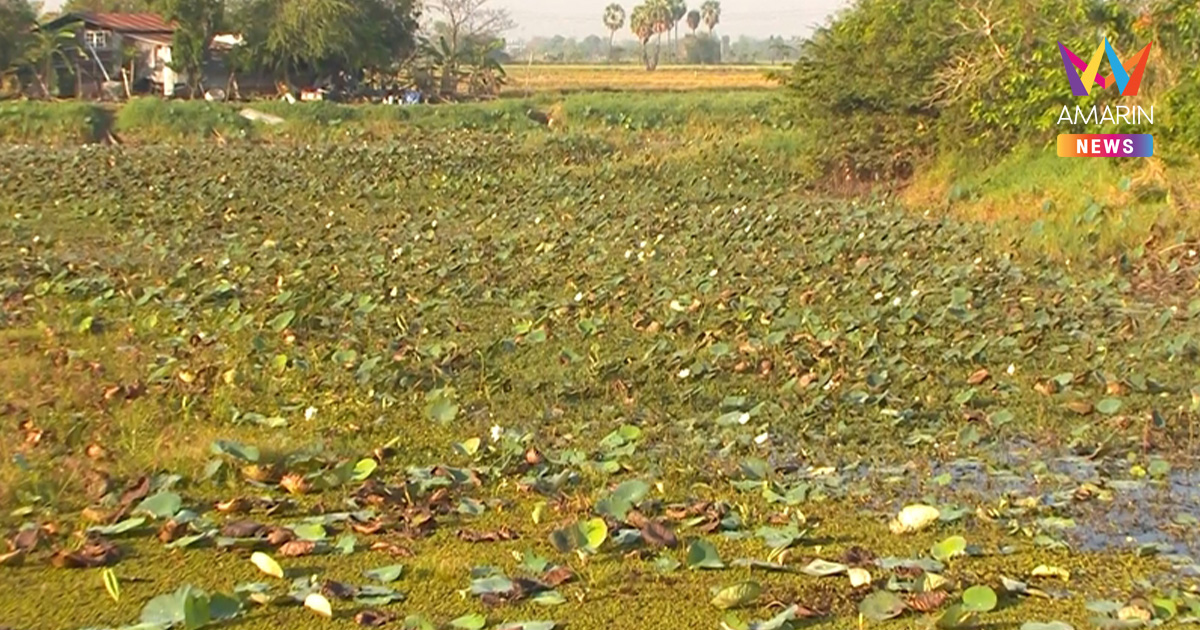 วิกฤตวันมาฆบูชา! อากาศร้อนแปรปรวนทำ "ดอกบัวพิมาย" ไม่ออกดอก