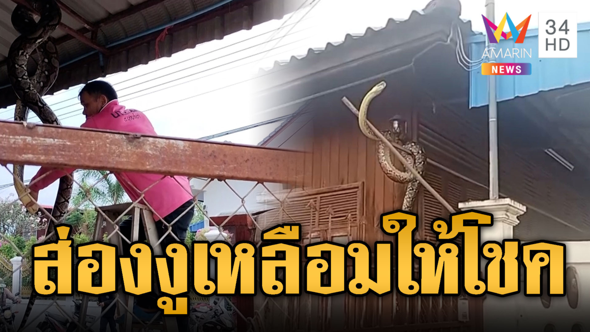 กู้ภัยจับวุ่นงูเหลือม 4 เมตร ซุกใต้หลังคาบ้าน