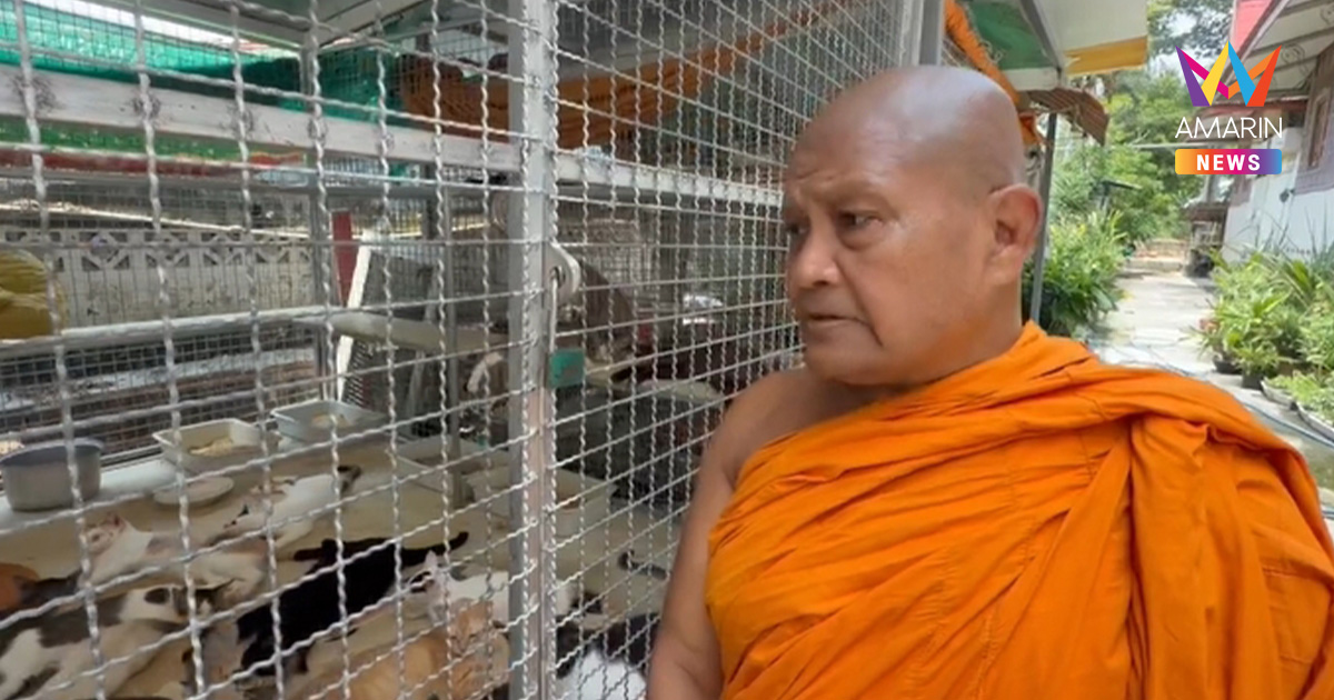 หลวงพ่อแบกไม่ไหว! แมว 107 ตัวถูกทิ้ง ภาระพุ่งเดือนละ 2 หมื่น