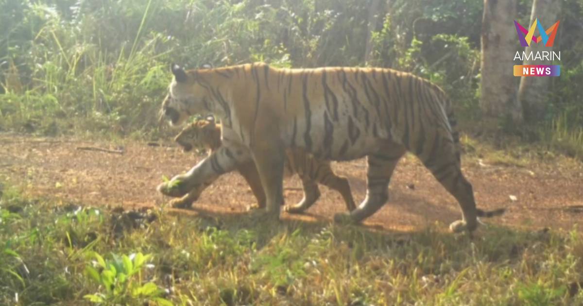 เปิดคลิปครอบครัวเสือโคร่งแม่ทับลานโตกันแล้ว สะท้อนผืนป่าไทยยังสมบูรณ์