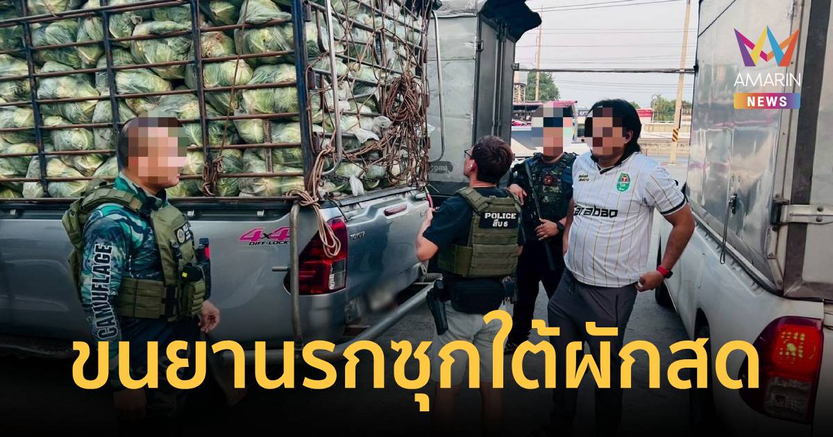 สืบนครบาล 6 สนธิกำลังทหาร รวบหนุ่มรับจ้างขนยานรก 1.6 ตัน ซ่อนใต้ผักสด