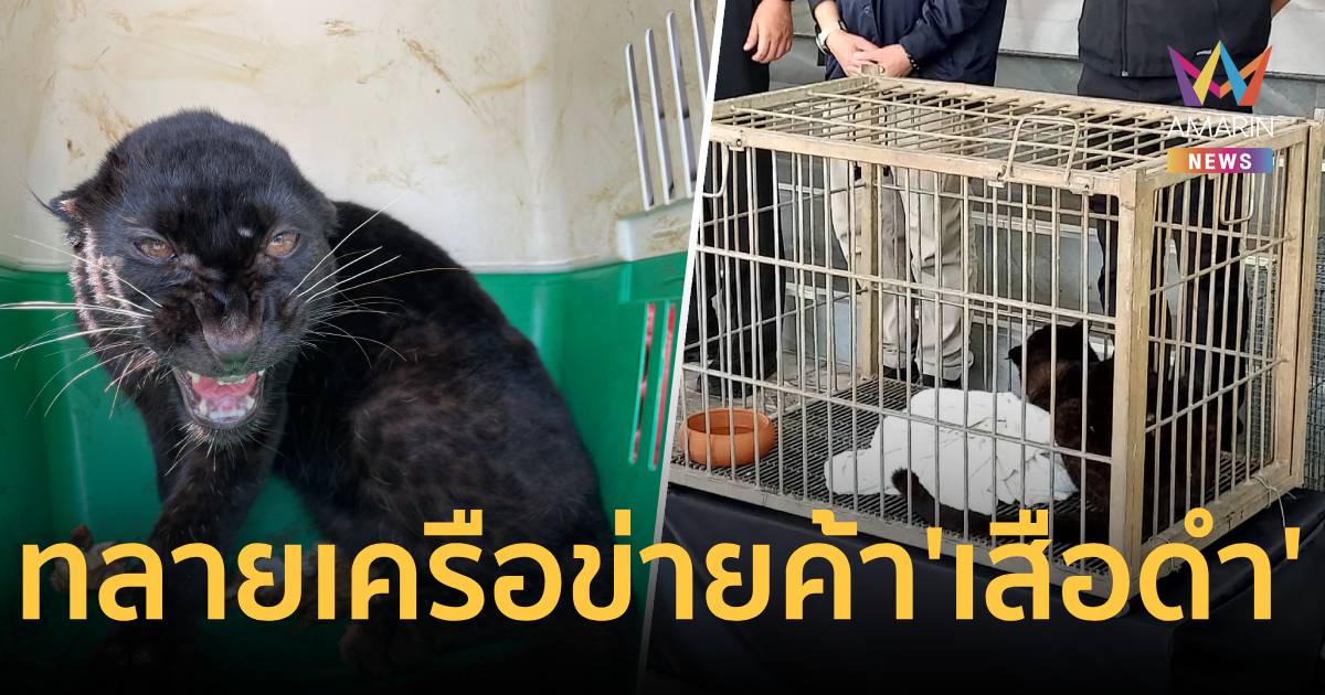 ทลายเครือข่ายค้า 'เสือดำ' ข้ามชาติ สกัดช่วยลูกเสือ 7 เดือน