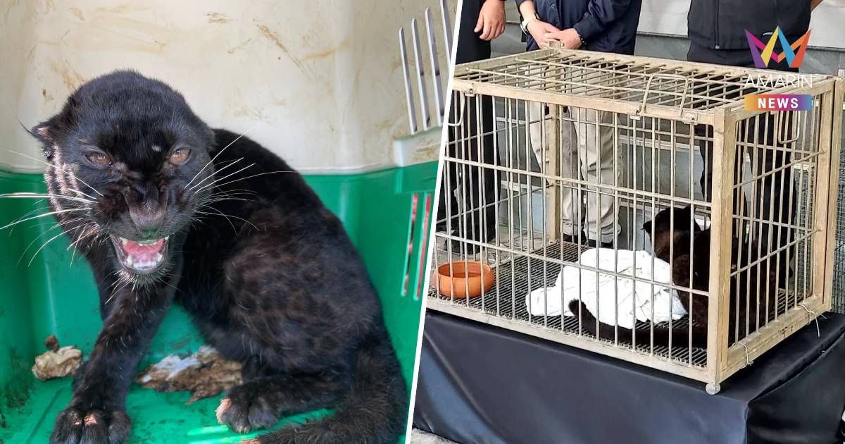 ทลายเครือข่ายค้า 'เสือดำ' ข้ามชาติ สกัดช่วยลูกเสือ 7 เดือน