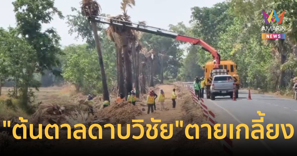 หยาดเหงื่อดาบวิชัยสูญเปล่า! ต้นตาลถูกทำลายพริบตา 