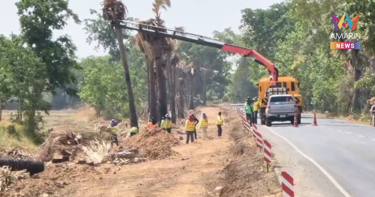 หยาดเหงื่อดาบวิชัยสูญเปล่า! ต้นตาลถูกทำลายพริบตา "สรุปตายเกลี้ยง"