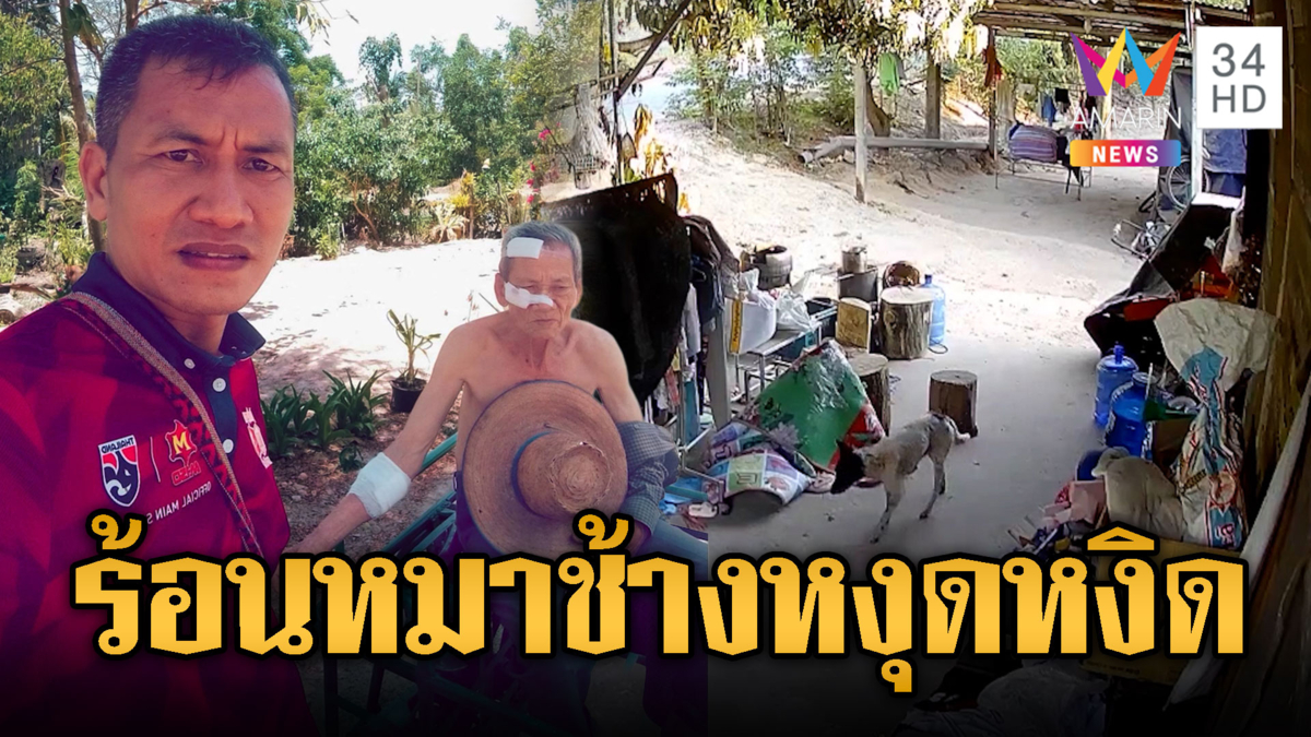 อากาศร้อน! หมาจร-ช้างหงุดหงิด ฟาดคน