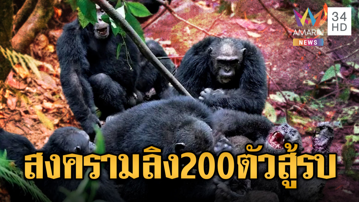 สงครามลิงชิมแปนซีแตกหัก 2 กลุ่ม กลางอุทยานยูกันดา