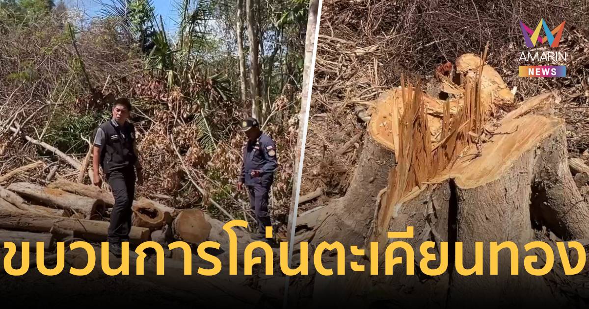 ช็อก! ขบวนการลอบโค่น “ตะเคียนทอง” กลางป่าสงวนชุมพร 50 ต้นเกลี้ยง