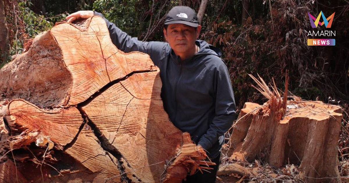 "ชัยวัฒน์" โพสต์ไว้อาลัย "ตะเคียนสามพอน" ยักษ์ 200 ปี ถูกลักลอบโค่น