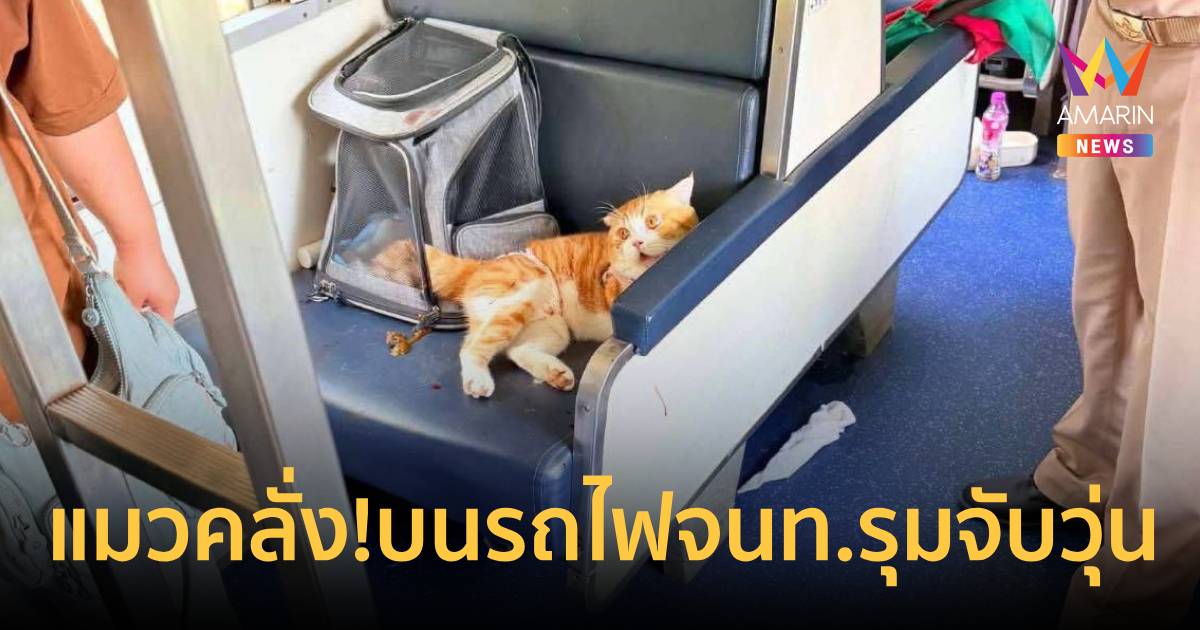 แมวคลั่ง!บนรถไฟสายใต้ ไล่กัดเจ้าของ จนท.รุมจับวุ่นทำขบวนรถล่าช้า