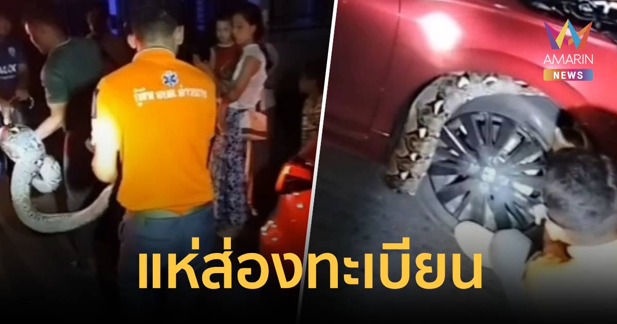 งูเหลือมยักษ์มุดล้อรถเก๋งแดง ชาวบ้านแห่ส่องทะเบียน