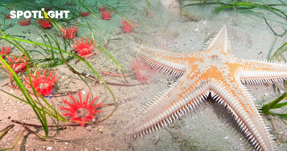 TU - Mareblu จับมือ LifeGate ลุยโปรเจกต์ฟื้นฟู ‘หญ้าทะเล’ ในอิตาลี