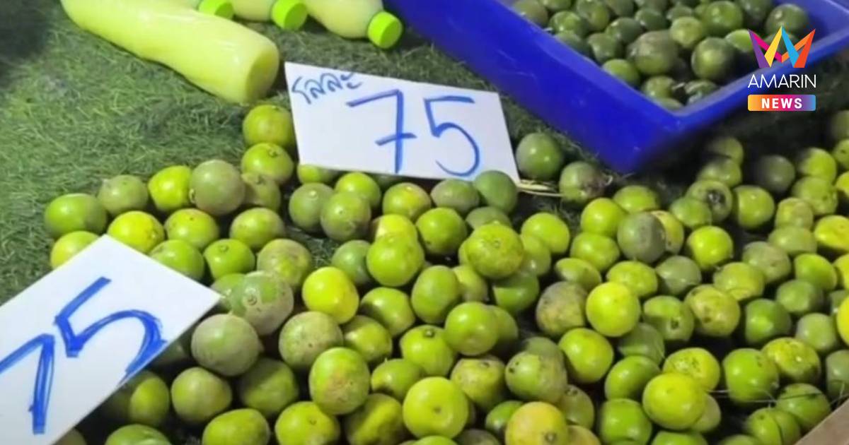 มะนาวเมืองสองแควพุ่งกระฉูด! ยกกระสอบแตะ 1,700 บาท