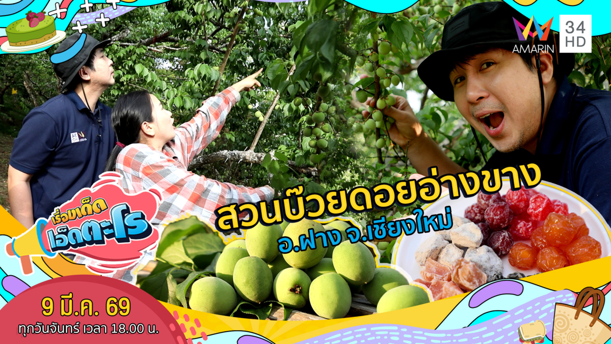 สวนบ๊วยดอยอ่างขาง อ.ฝาง จ.เชียงใหม่ 