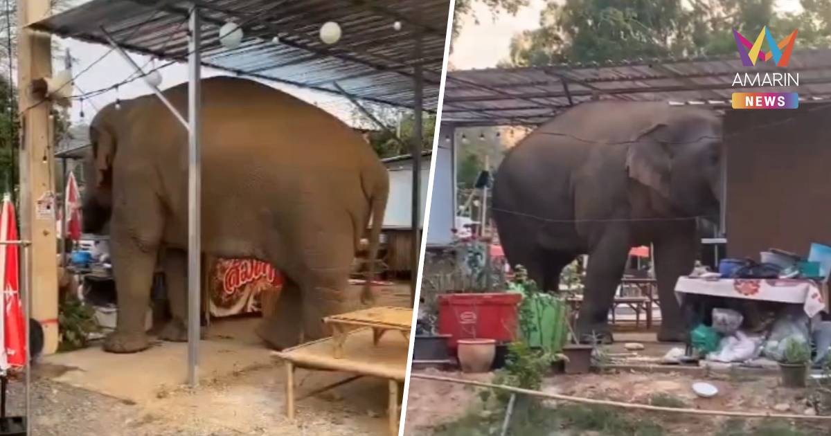 ต้อนรับวันช้างไทย! "พลายเบี่ยงเล็ก" หากินนอกเขต บุกร้านอาหารเขาใหญ่