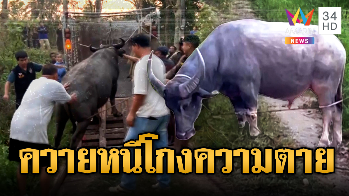 ควายหนีงานศพถูกเชือดไม่ตาย ชาวบ้านขอไถ่ชีวิต