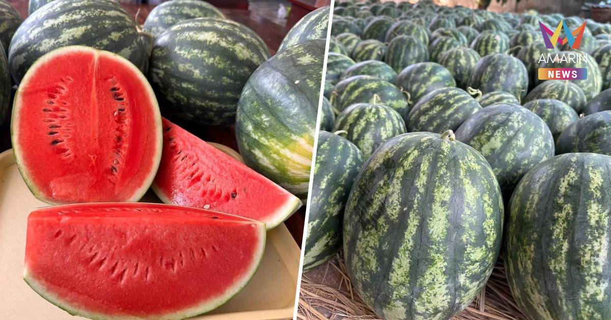 กรมทรัพย์สินฯ ขึ้นทะเบียน "แตงโมหวานยโสธร" สินค้า GI ใหม่ของ จ.ยโสธร