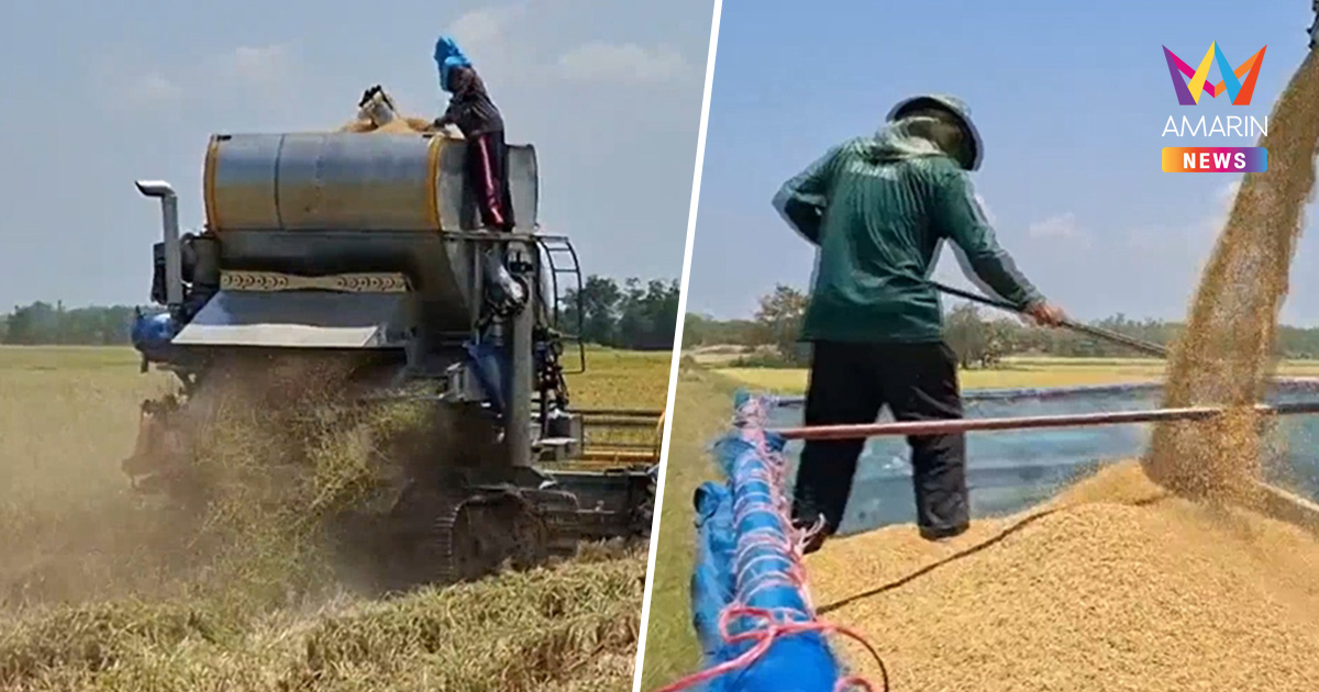 ชาวนาพิจิตรหลังพิงฝา! รถเกี่ยวขึ้นราคา-ราคาข้าวตก วอนนายกฯช่วยด้วย