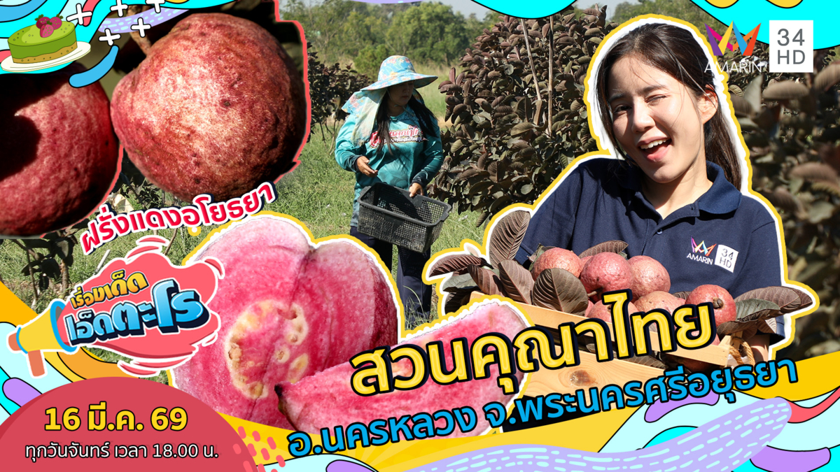 ฝรั่งแดงอโยธยา สวนคุณาไทย อ.นครหลวง จ.พระนครศรีอยุธยา