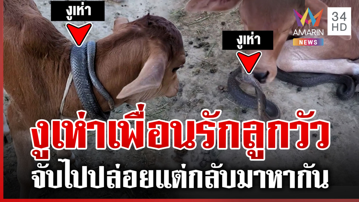 แทบช็อก! งูเห่าพันคอวัว แผ่แม่เบี้ยขู่ฟ่อ