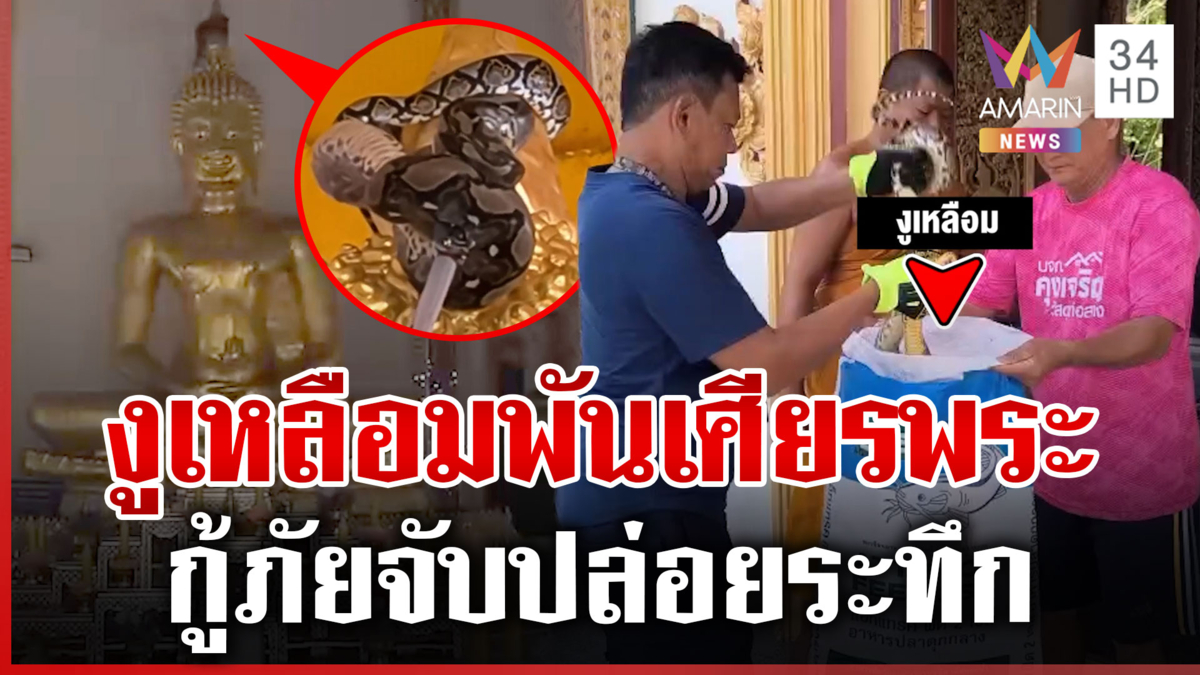 งูเหลือม 3 เมตร พันรอบเศียรพระ เชื่อมาขอส่วนบุญ