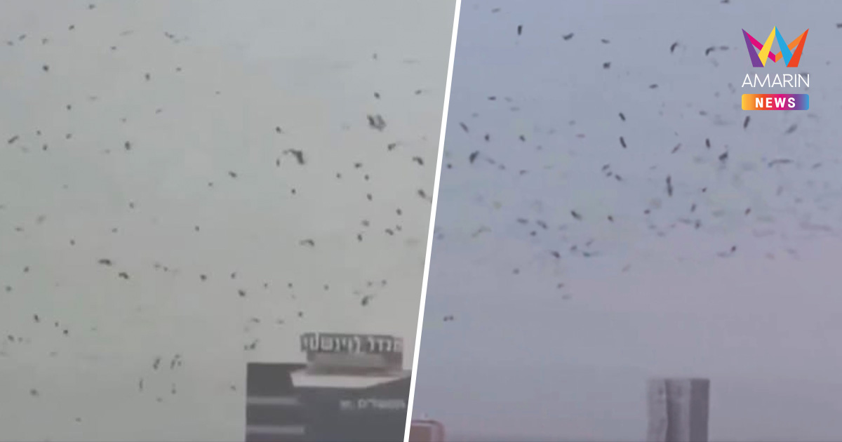 ฝูงอีกานับพัน บินว่อนเต็มท้องฟ้าเทลอาวีฟ ปกคลุมตึกสูงอิสราเอล