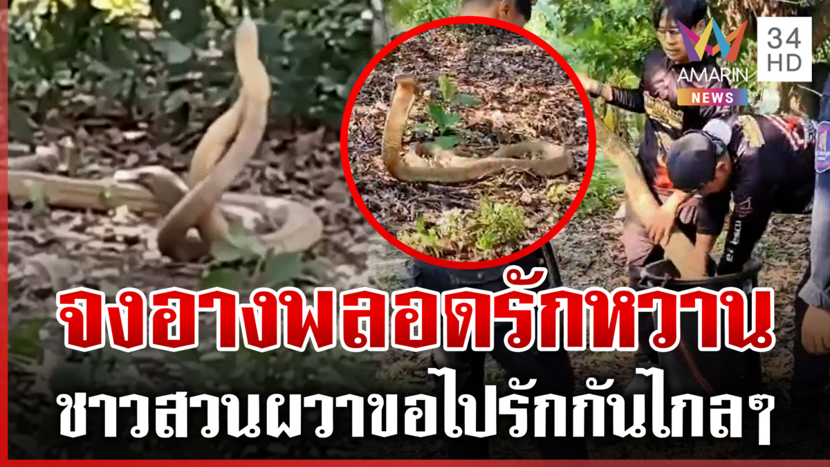 ชาวสวนผวา! จงอางยักษ์พลอดรักกลางสวน