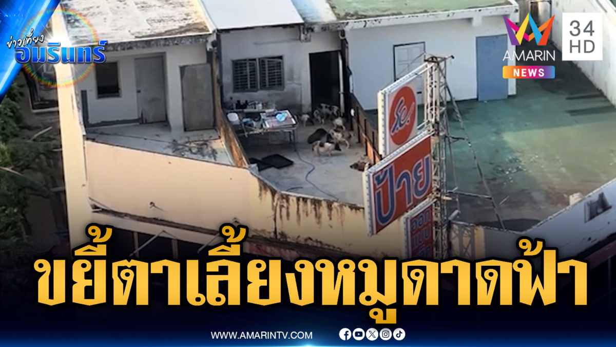 ข่าวนี้ต้องขยี้ตา! เลี้ยงหมูบนดาดฟ้าฝ่าวิกฤต-นำร่องน้ำมันเพื่อเกษตรกร