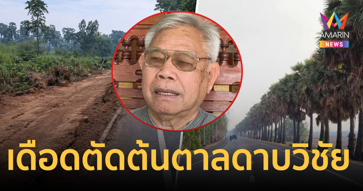 คนศรีสะเกษเดือด! กรมทางหลวงลอบตัดต้นตาลดาบวิชัย ย่ำยีจิตใจชาวบ้าน