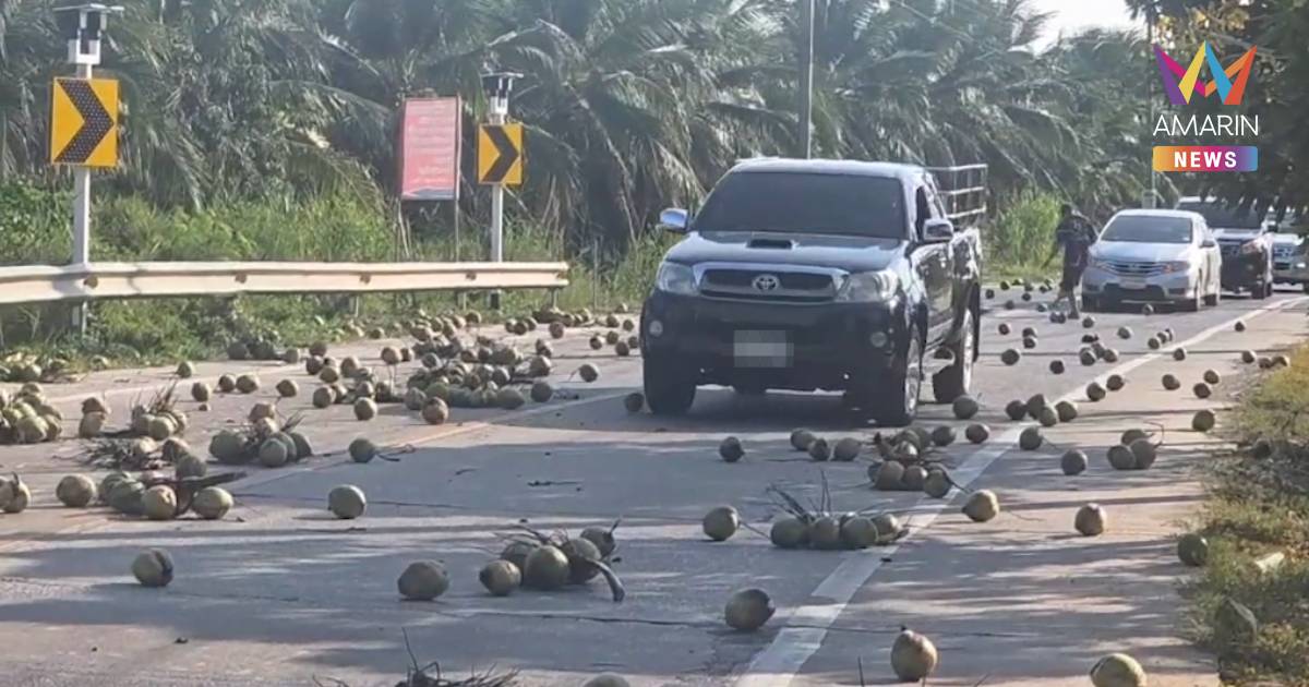 มะพร้าวไม่มีราคา ปล่อยตกเกลื่อนถนน บ้านแพ้ว