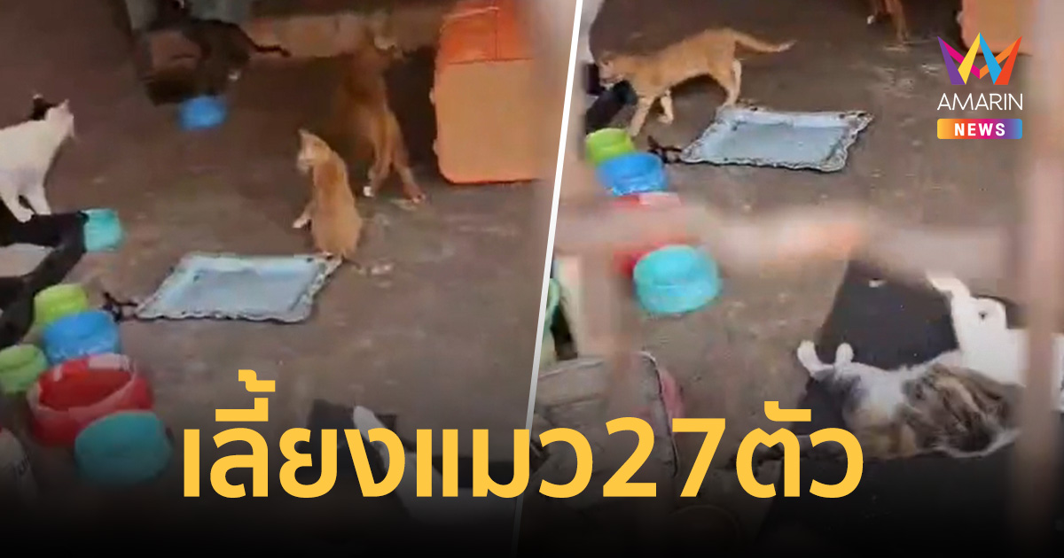 กลิ่นฉี่ตลบซอย! บุกตรวจทาวน์เฮ้าส์ขังแมว 27 ตัว ทำเพื่อนบ้านป่วน