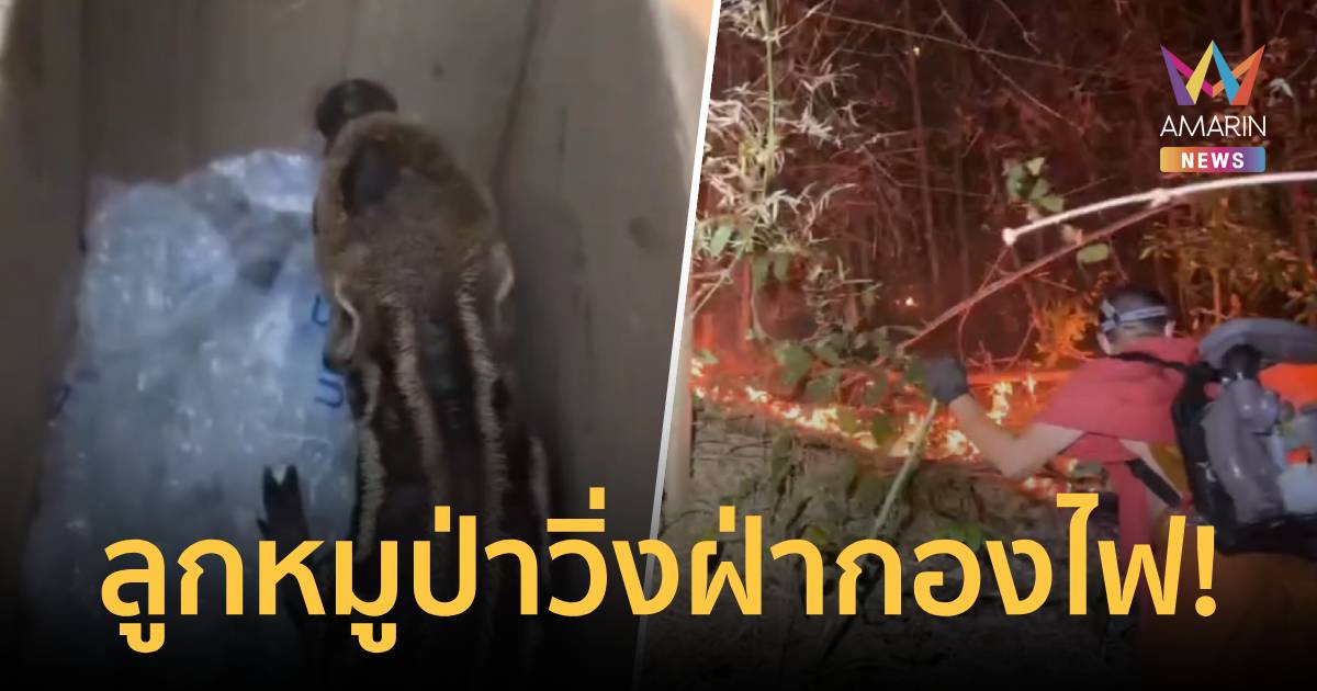 วิกฤตไฟป่าเชียงดาว! จุดความร้อนเชียงใหม่พุ่ง หมูป่าวิ่งฝ่ากองไฟหนีตาย