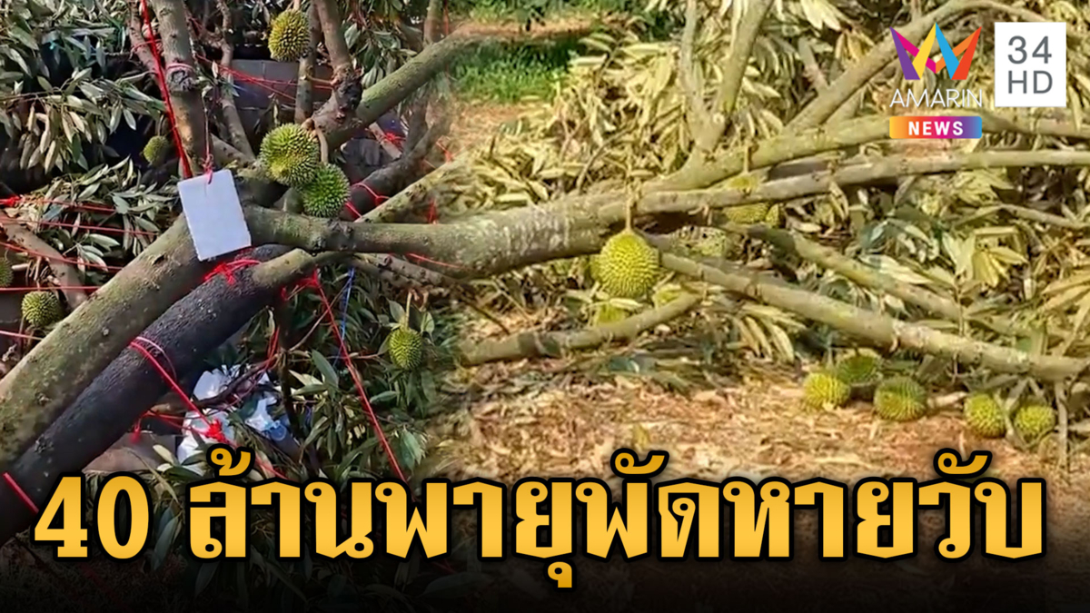 เข่าแทบทรุด! พายุถล่มสวนทุเรียนพังราบ มูลค่าผลผลิต 40 ล้าน