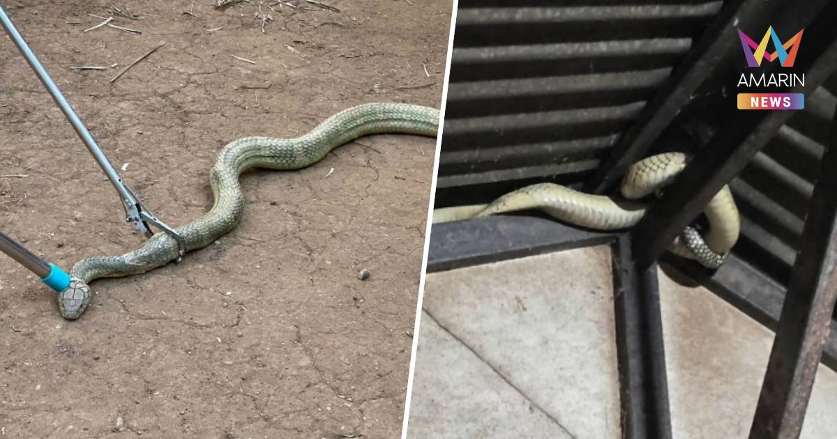 นาทีระทึก! บุกจับ "พญางูจงอางเผือก" ยาวเกือบ 4 เมตร ขดใต้หลังคาบ้าน