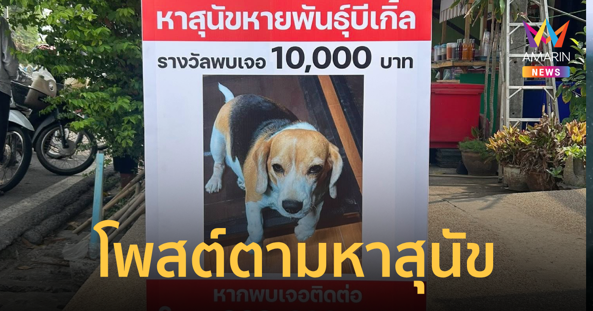 ราษีไศล ประกาศตามหา สุนัขหายสายพันธุ์บีเกิ้ล พร้อมเงินรางวัลหากพบเจอ