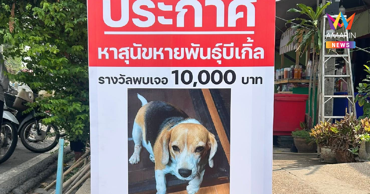 ราษีไศล ประกาศตามหา สุนัขหายสายพันธุ์บีเกิ้ล พร้อมเงินรางวัลหากพบเจอ