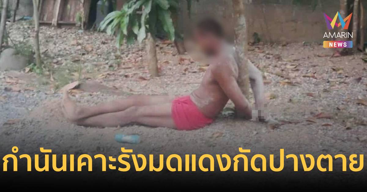 กำนันโหด! บุกลากหนุ่มมัดต้นมะม่วง-ใส่กุญแจมือ เคาะรังมดแดงราดหัว 4 ชม.