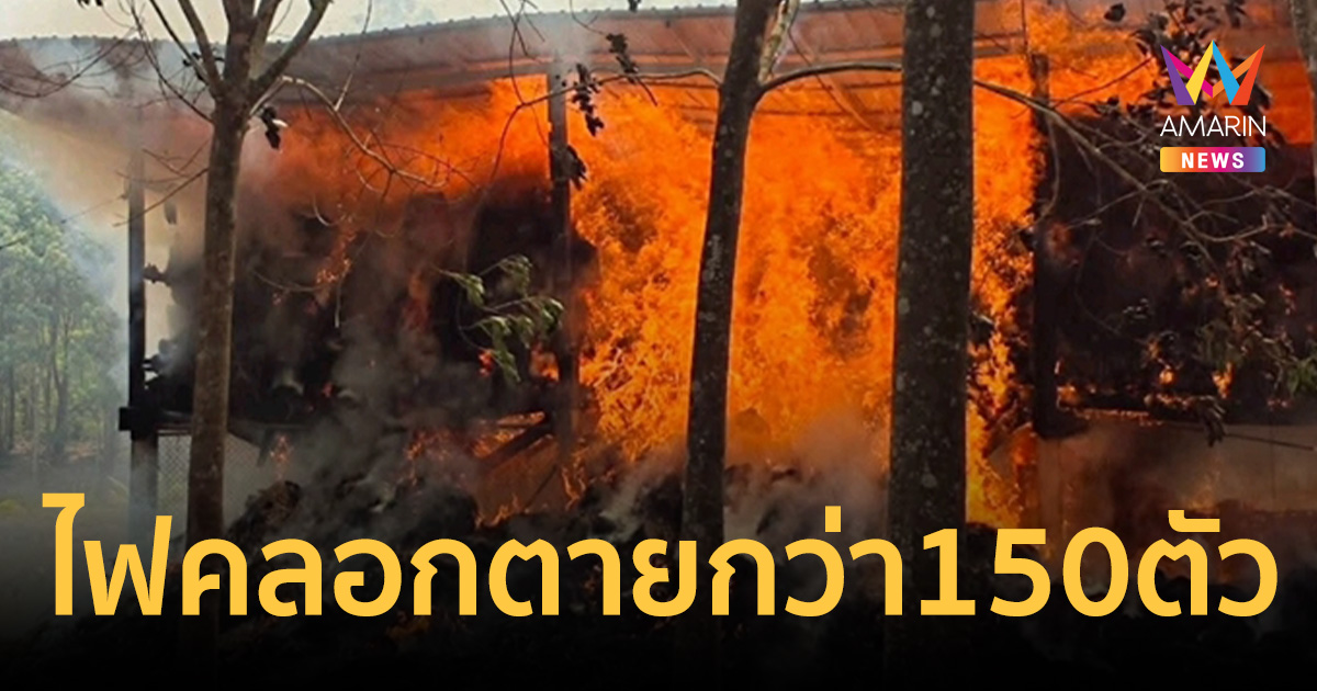 ไฟไหม้คอกสัตว์วอดทั้งหลัง แพะ-แกะถูกคลอกตาย ไก่กว่า 150 ตัวไม่รอด
