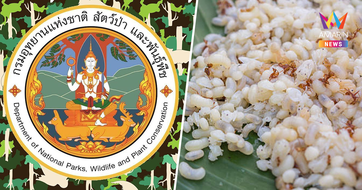 ดรามา "จับคนหาไข่มดแดง" กรมอุทยานฯ แจงยิบต้องปิดป่าสกัดไฟทำลายชาติ