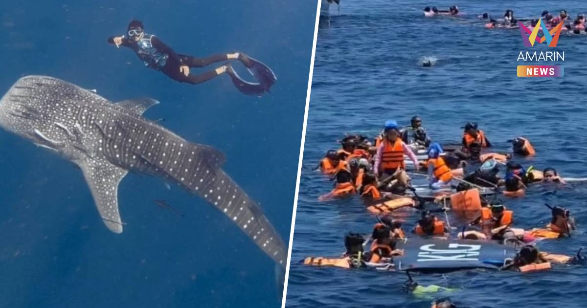 น้องพริกไทย ฟีเวอร์ โชว์ตัวถี่ยิบ ดันเงินสะพัดชุมพรทะลุ 20 ล้าน